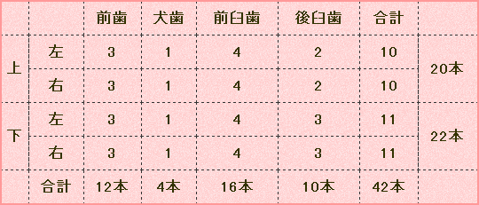子犬と成犬の歯の数一覧表