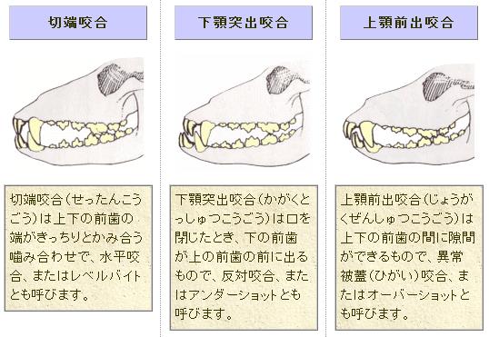 犬の不正咬合3種比較図です。