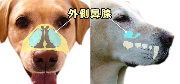 犬の鼻腔奥にある外側鼻腺は鼻呼吸における主要な体温調整器官