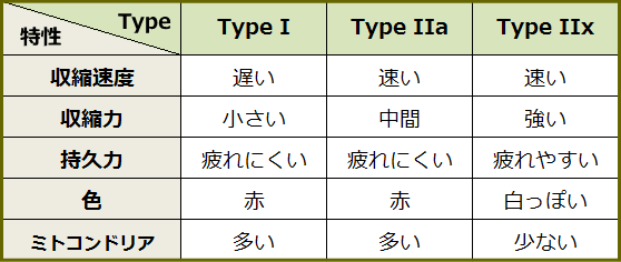 「TypeI」、「TypeIIa」、「TypeIIx」の特性一覧表