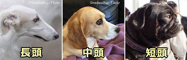 犬の鼻と嗅覚・完全ガイド～構造・機能から鼻を生かした仕事まで図解