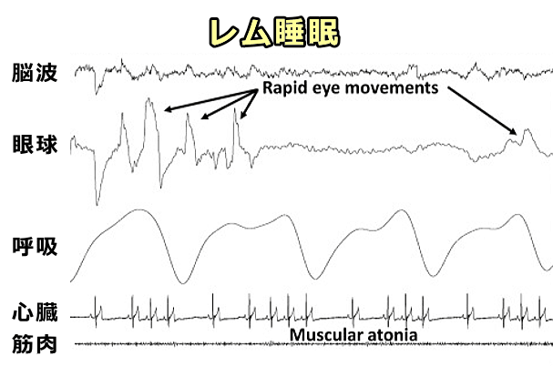 犬の睡眠における「レム睡眠相」の生理学的な特徴