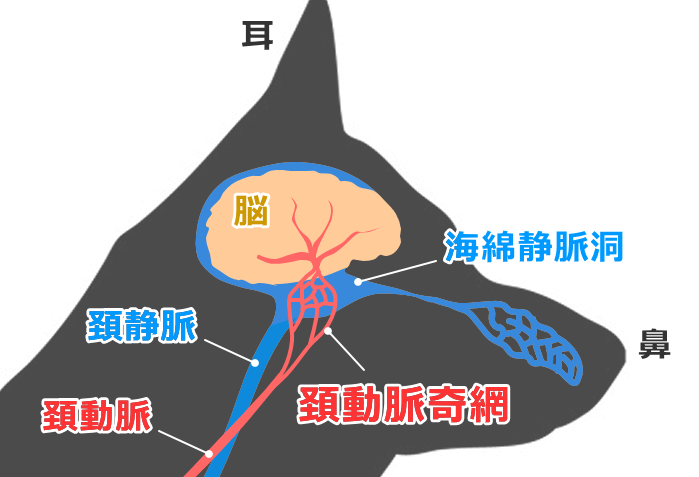 頚動脈奇網（rete mirabile）は脳を冷やすためのラジエーター