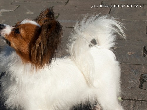 犬のしっぽの形の一種～リス尾