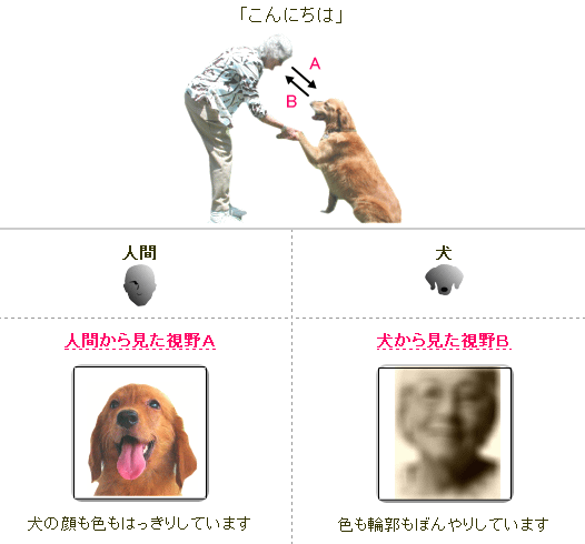 犬の目と視力 完全ガイド 眼球の構造から色の見え方 焦点調整能力までを図解 子犬のへや