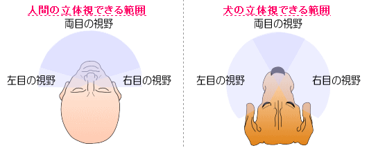 犬の全体視野は人間よりも広い反面、立体視野は人間よりも狭い。