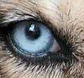 ブルー系統の犬の目～タペタム層を持たないため、光で照らしても反射しない