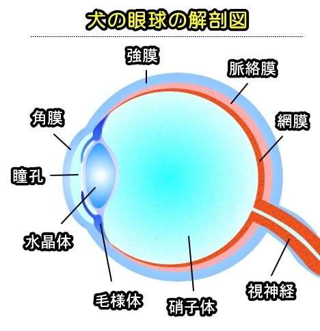 犬の眼球を横断すると、外側から「繊維膜」（せんいまく）・「脈絡膜」（みゃくらくまく）・「網膜」（もうまく）という三層構造になっている。