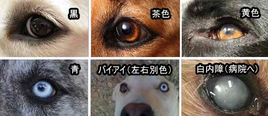 犬の目は黒から淡い茶色まで、犬種によって様々な色合いを見せます。