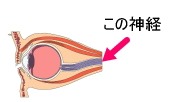 眼球の裏から脳内に向かって伸びている線維の束が第二脳神経＝視神経。