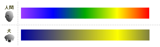人間と犬の見える色に影響を及ぼしているのは、網膜上に存在している錐状体、および杆状体の占有比率です。