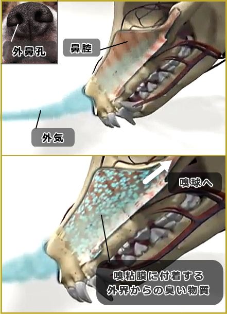 外界から鼻腔に入り込んだ外気は、臭い物質を粘膜に溶け込ませて嗅神経を刺激します。