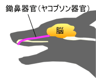 人間では退化してしまったヤコブソン器官は、犬や猫ではいまだに現役で使われています。