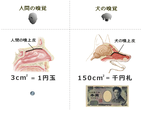 犬と人間の嗅覚の差には、解剖学的な理由があるわけです。