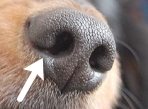 犬の外鼻孔（がいびこう）はサイドに切れ込みを持っている