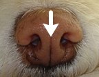 犬の上唇溝（じょうしんこう）は水分の保持に役立っている