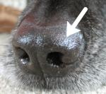 犬の鼻の表面は鼻鏡（びきょう）と呼ばれ、常に濡れて光っている