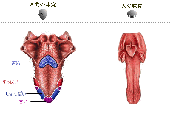 犬の舌と味覚 完全ガイド 口の中の構造 機能からエサの食べ方まで図解 子犬のへや