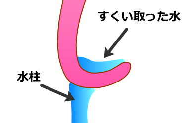 犬が水を飲むときは、舌を後方に丸め込み、ちょうどひしゃくで水をすくうようにする。