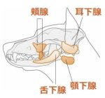 犬のよだれは食物の消化よりも、口の中の食べ物を胃の中に強引に押し流す潤滑駅の役割