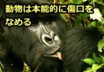 動物は本能的に自分の傷口をなめようとします。