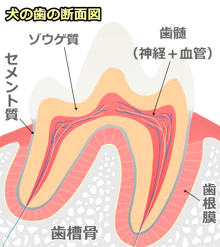 犬の臼歯を断面で見た模式図