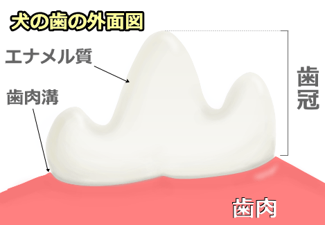 犬の臼歯を外側から見た模式図