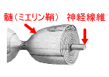 有髄化した神経線維は、無髄のものよりも電気信号（インパルス）を速く伝えることができます。