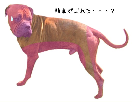 犬が本能的に触られることを嫌がるのは、戦闘時に攻撃を受けやすい四肢や尻尾など、体の末端部位です。