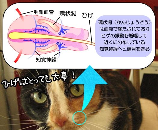 猫のひげの根元にある環状洞（かんじょうどう）の微細構造と役割