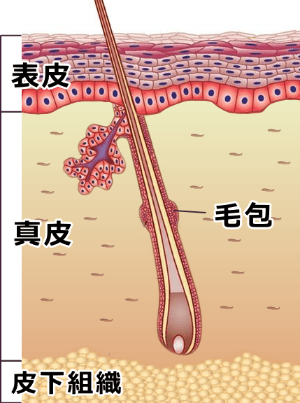 犬の皮膚層～表皮・真皮・皮下組織